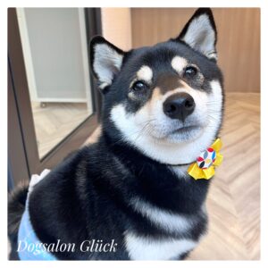 柴犬