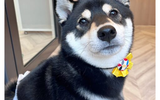 柴犬