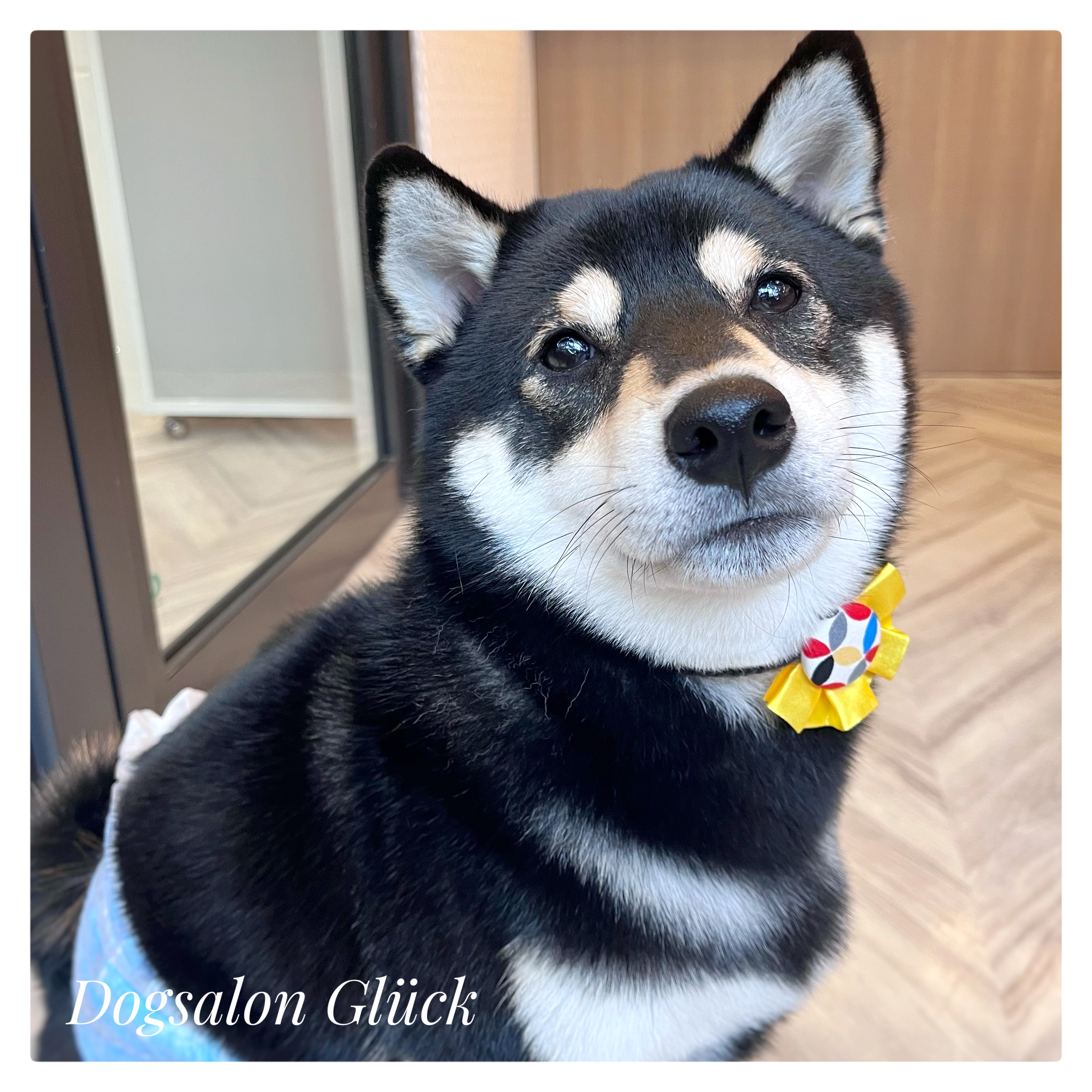 柴犬