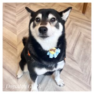 柴犬