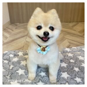 ポメラニアン