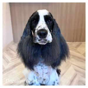 イングリッシュコッカースパニエル