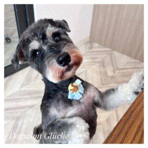 ミニチュアシュナウザー