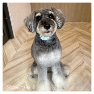 ミニチュアシュナウザー