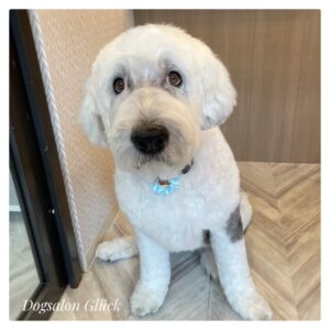 オールドイングリッシュシープドッグ