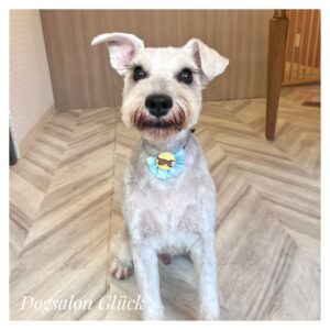 ミニチュアシュナウザー