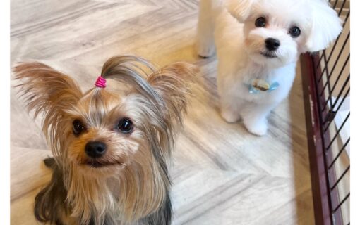 ヨークシャーテリア