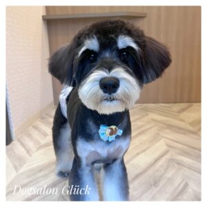 ミニチュアシュナウザー