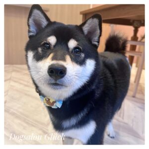 柴犬