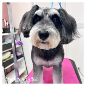 ミニチュアシュナウザー