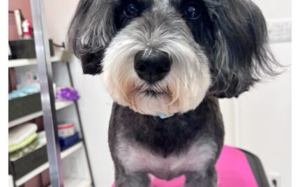 ミニチュアシュナウザー