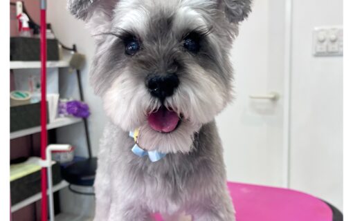 ミニチュアシュナウザー