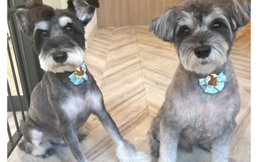 ミニチュアシュナウザー