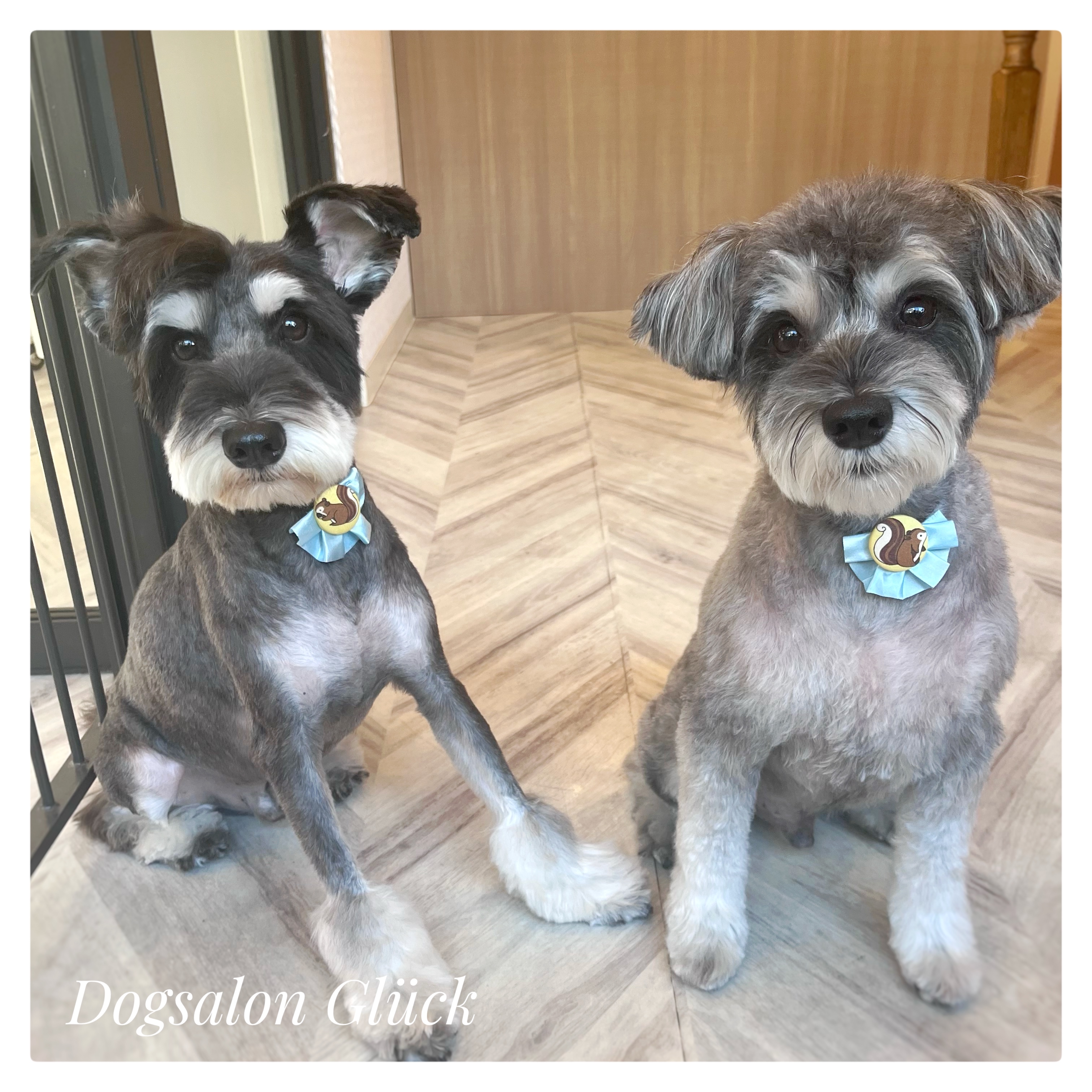 ミニチュアシュナウザー