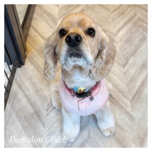 アメリカンコッカースパニエル