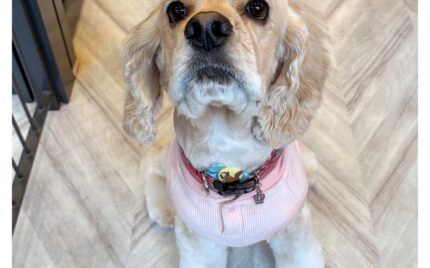 アメリカンコッカースパニエル