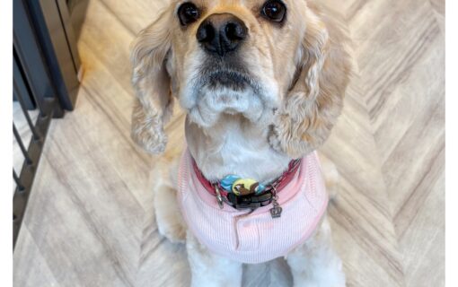 アメリカンコッカースパニエル