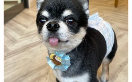 チワワ