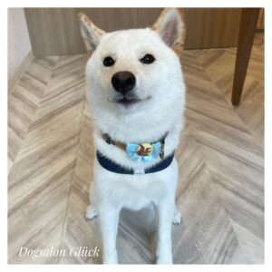 柴犬