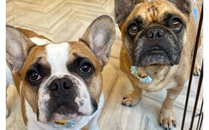 フレンチブルドッグ