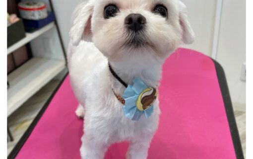 マルチーズ