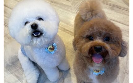 ビションフリーゼ