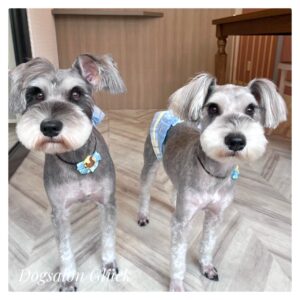 ミニチュアシュナウザー