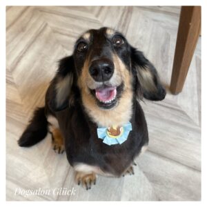 ダックスフンド