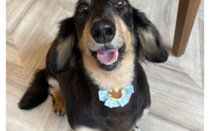 ダックスフンド