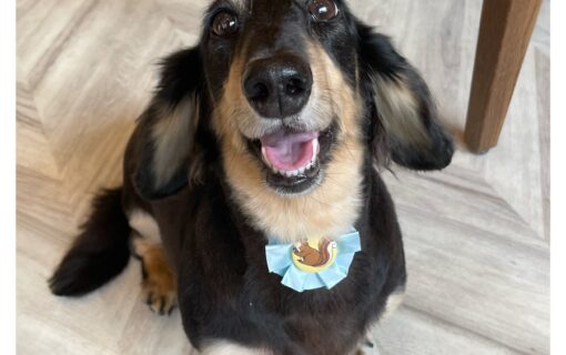 ダックスフンド