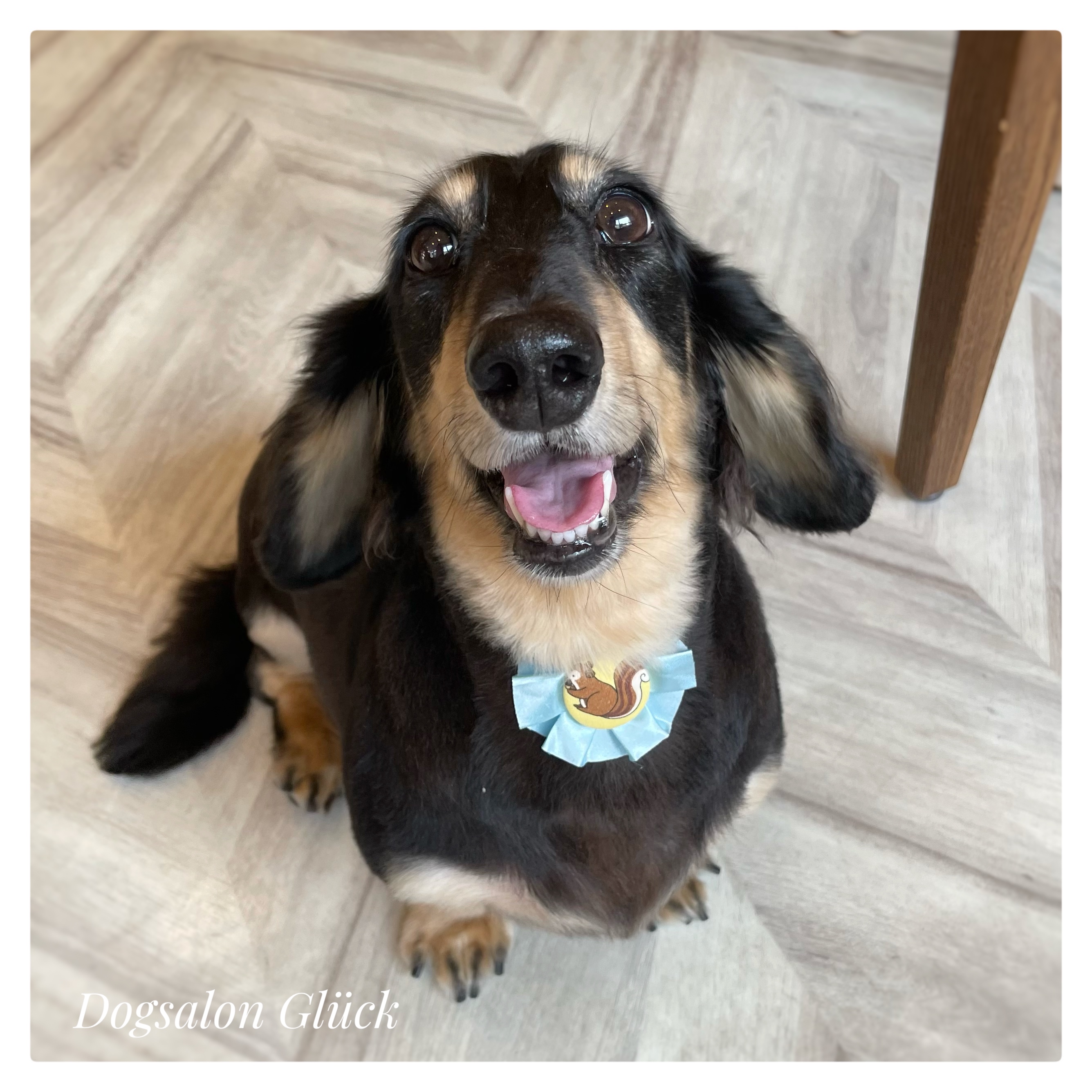 ダックスフンド