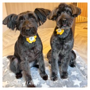 ミニチュアシュナウザー