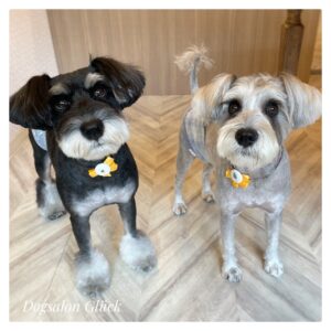 ミニチュアシュナウザー