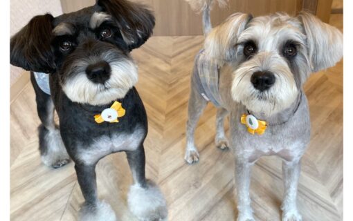 ミニチュアシュナウザー