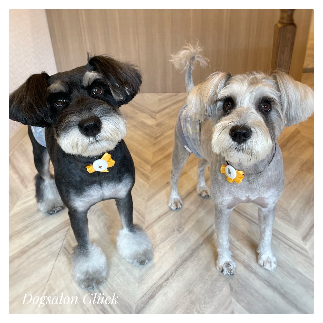 ミニチュアシュナウザー