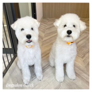 ミニチュアシュナウザー