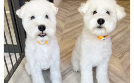 ミニチュアシュナウザー