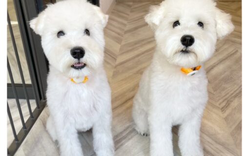 ミニチュアシュナウザー