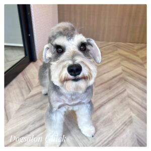 ミニチュアシュナウザー