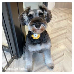 ミニチュアシュナウザー