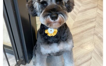 ミニチュアシュナウザー