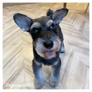 ミニチュアシュナウザー