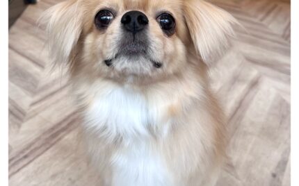 チベタンスパニエル