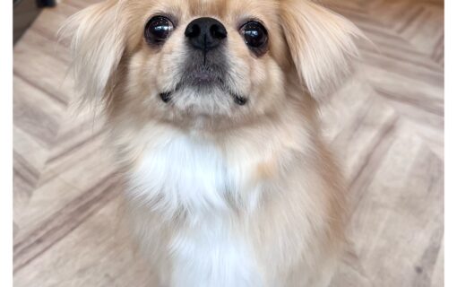 チベタンスパニエル