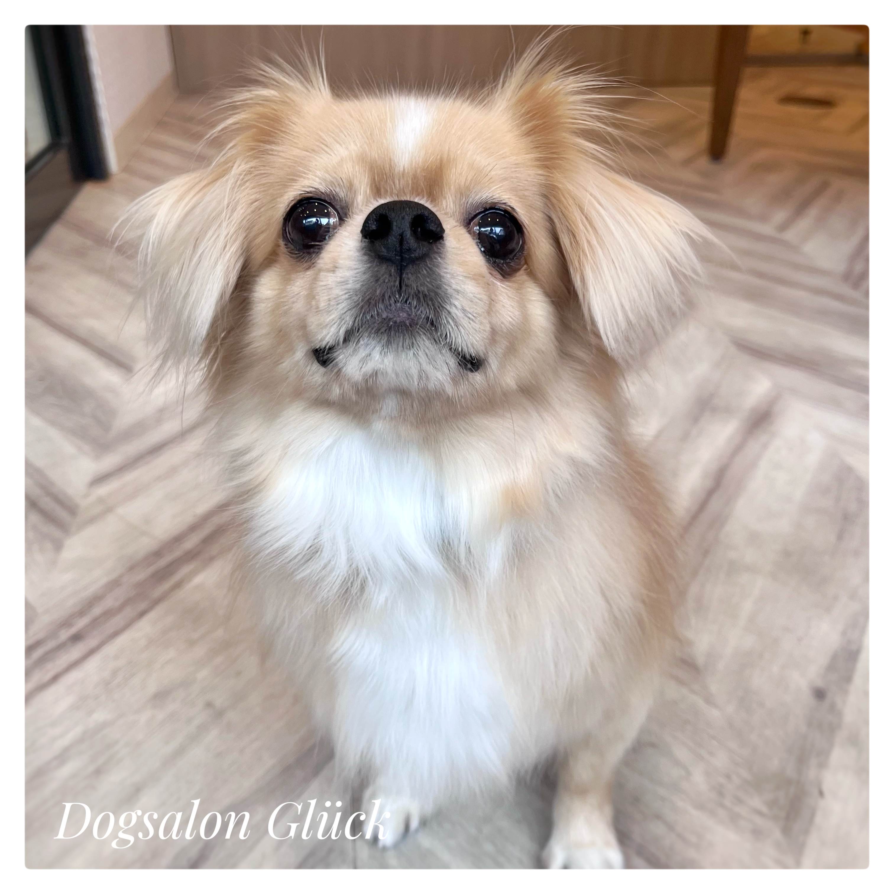 チベタンスパニエル