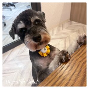 ミニチュアシュナウザー