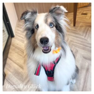 シェットランドシープドッグ