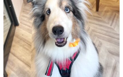 シェットランドシープドッグ