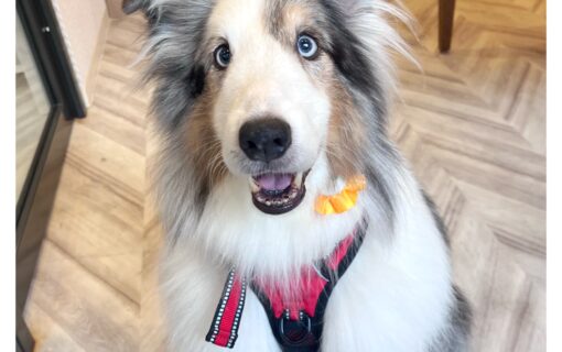 シェットランドシープドッグ