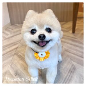 ポメラニアン